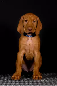 Щенки Венгерской выжлы