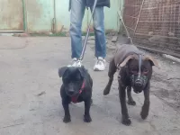 Щенки Паттердейл терьера