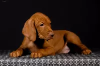 Щенки Венгерской выжлы