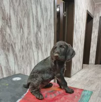 Продаются щенки Дратхаара