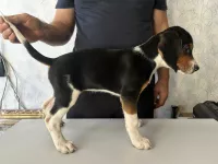 Щенки эстонской гончей от рабочих родителей.