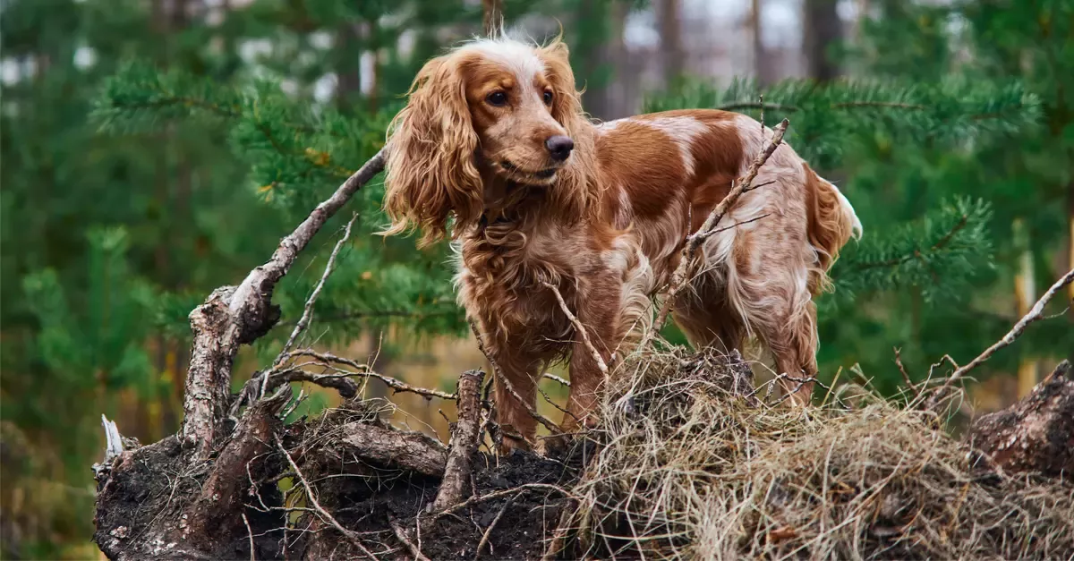 Русский охотничий спаниель - Hunting dog