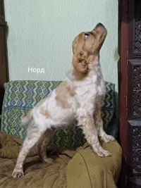 Щенки бретонский эспаньоль