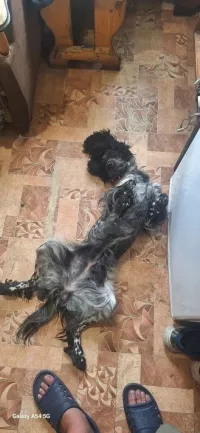 Нэльма