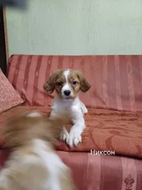 Никсон