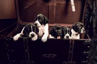 Щенки Английского пойнтера 