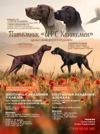Щенки курцхаара