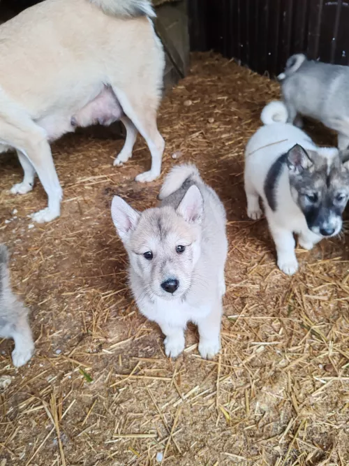 Щенки лайки западно-сибирские от Чемпиона