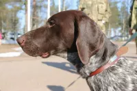 Винсент