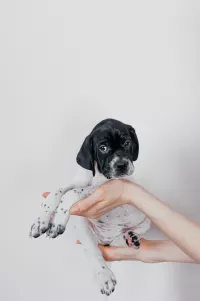 Щенки Английского пойнтера 