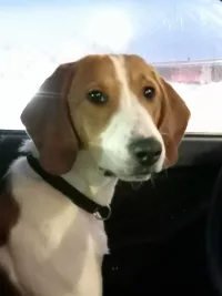 Потерялась эстонская гончая