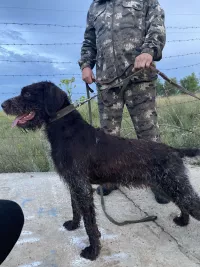 щенок немецкого дратхаара