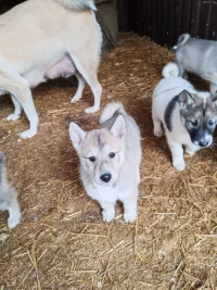 Щенки лайки западно-сибирские от Чемпиона
