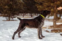 Щенки Дратхаара с документами РОРС от рабочей пары.