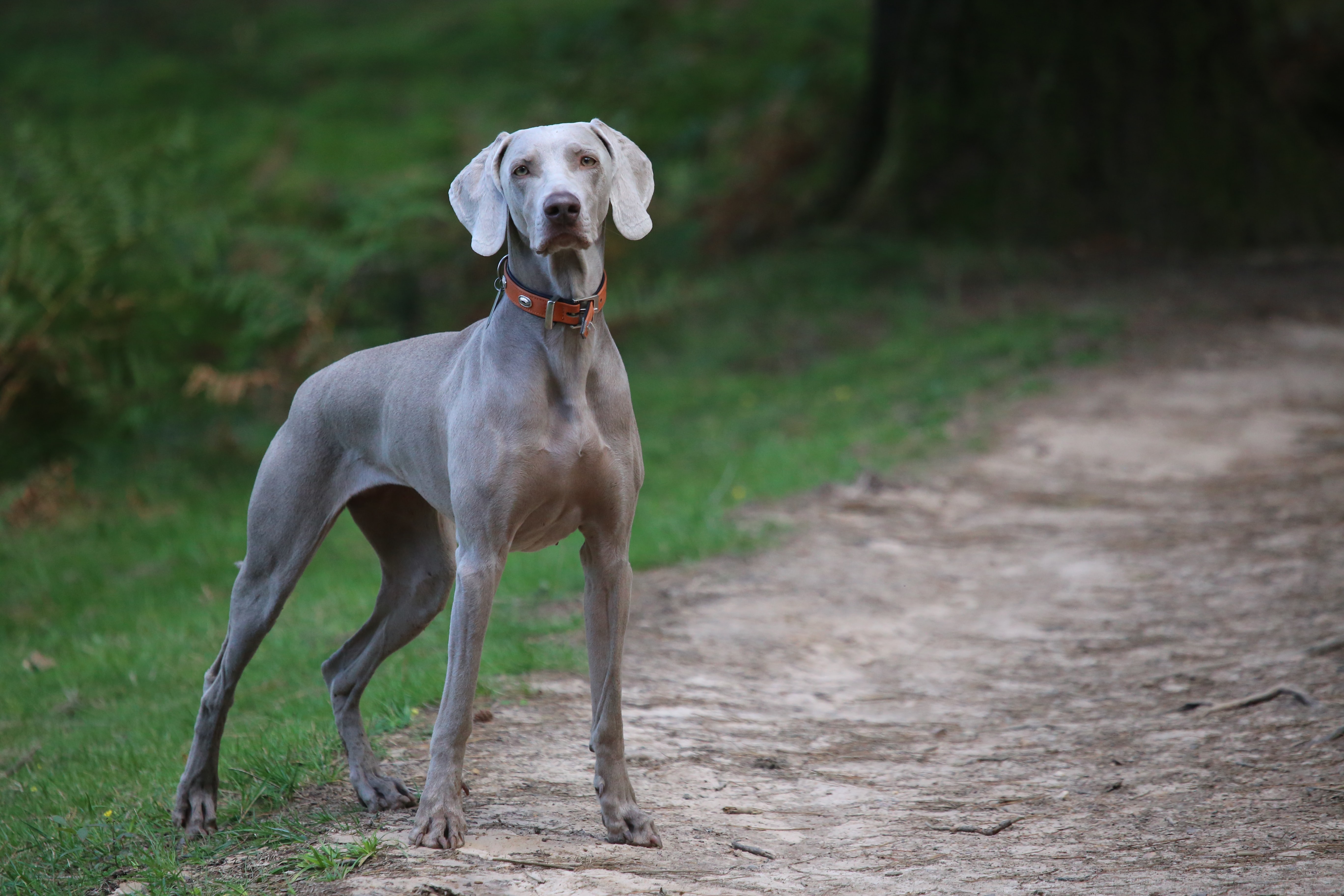 Веймаранер - порода собаки с фото, ценой, описанием и видео
